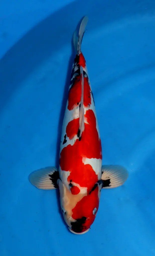 AB Koi Event C, foto 25