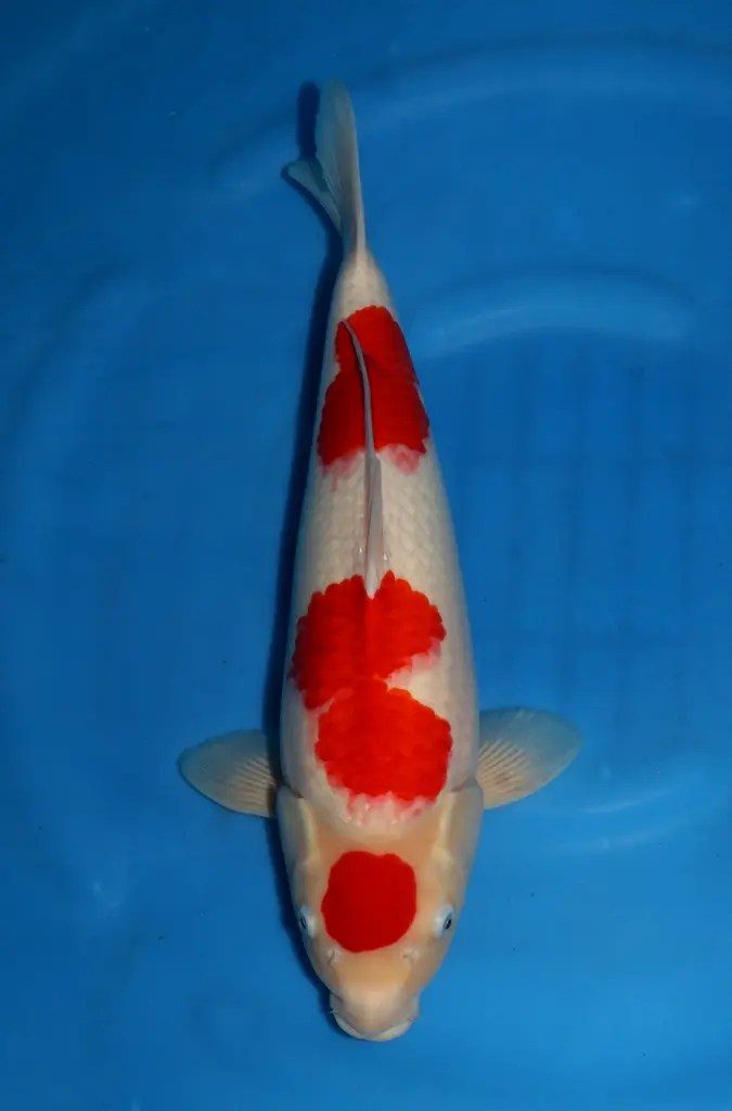 AB Koi Event C, foto 26
