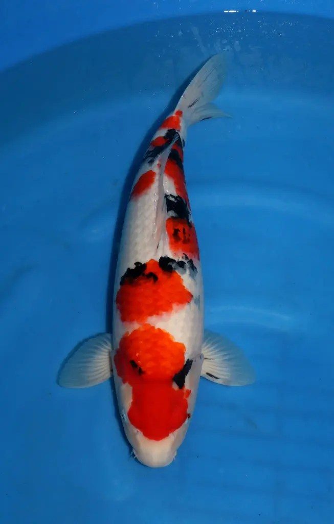 AB Koi Event C, foto 28