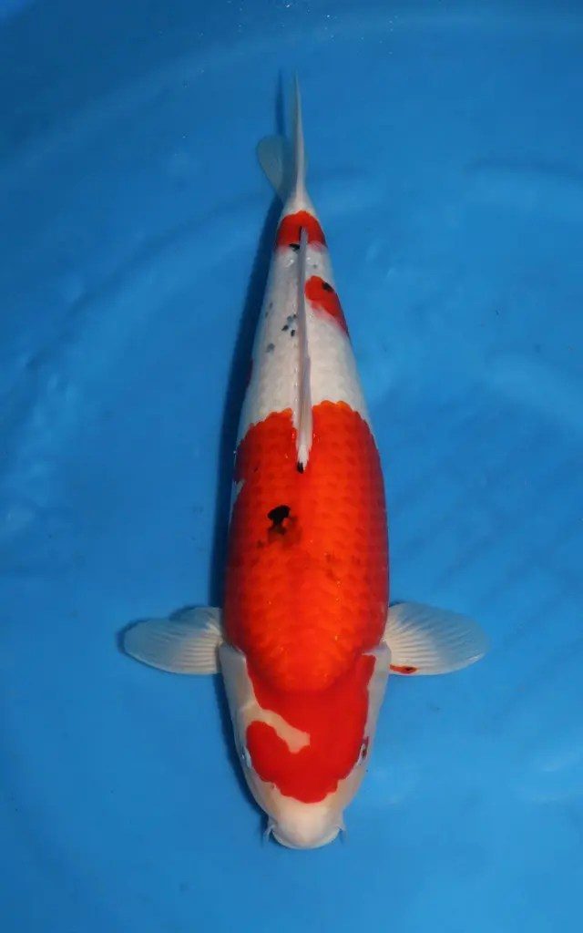 AB Koi Event C, foto 29