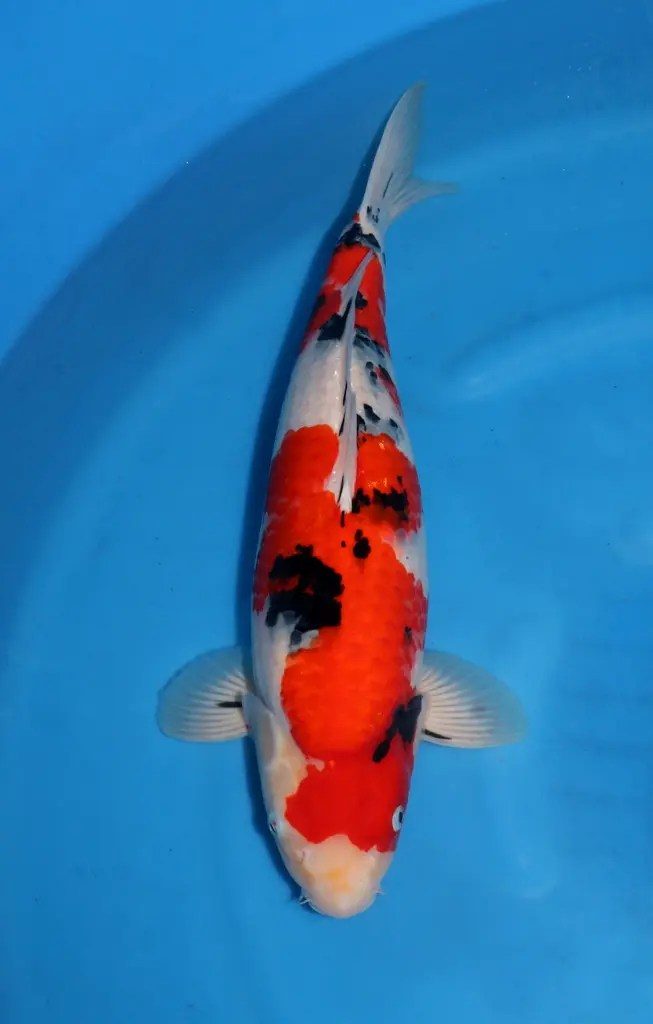 AB Koi Event C, foto 30
