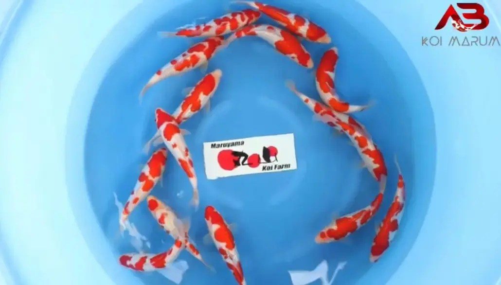 AB Koi Event C, foto 39