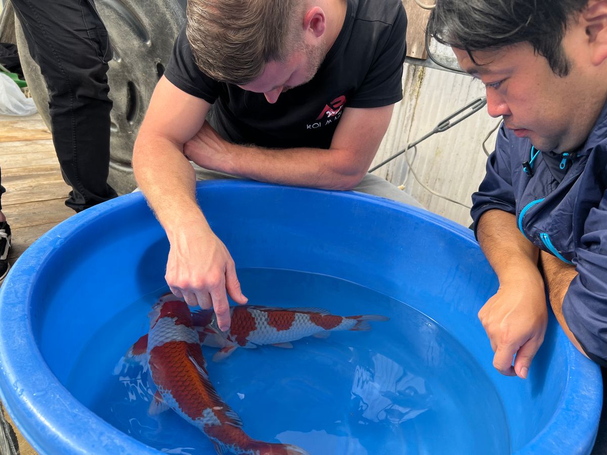 3 ikeages bij Conias, Shinoda en Kanezo en een droomvis bij Miyatora, foto 11