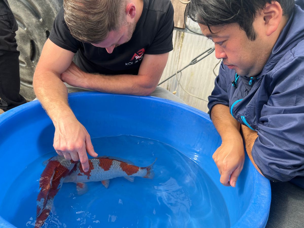 3 ikeages bij Conias, Shinoda en Kanezo en een droomvis bij Miyatora, foto 12
