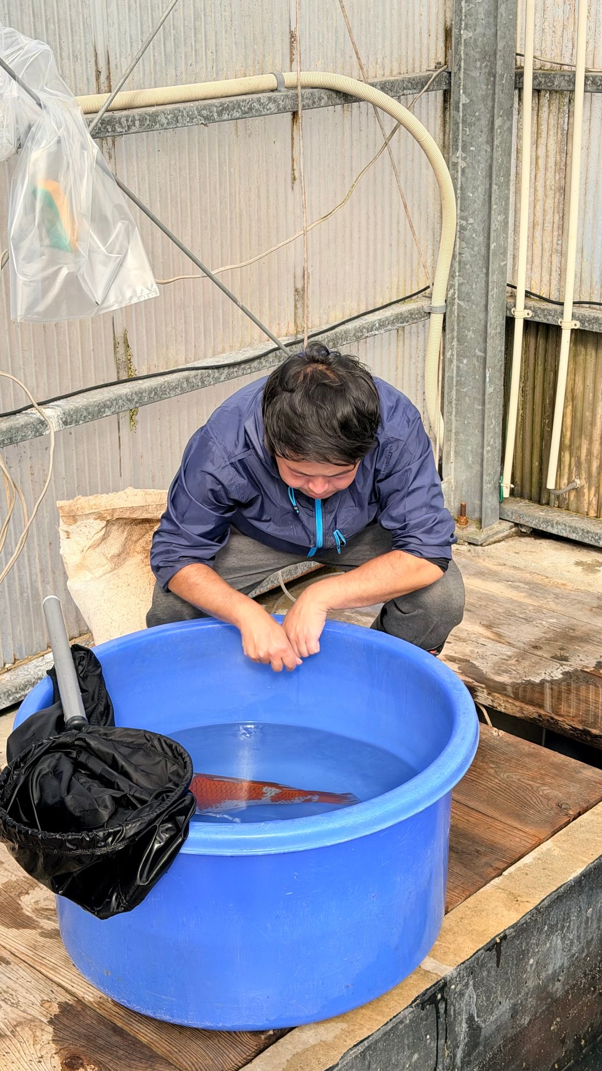 3 ikeages bij Conias, Shinoda en Kanezo en een droomvis bij Miyatora, foto 15