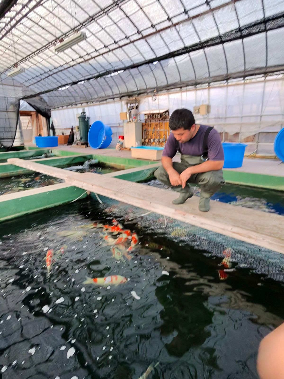 3 ikeages bij Conias, Shinoda en Kanezo en een droomvis bij Miyatora, foto 19