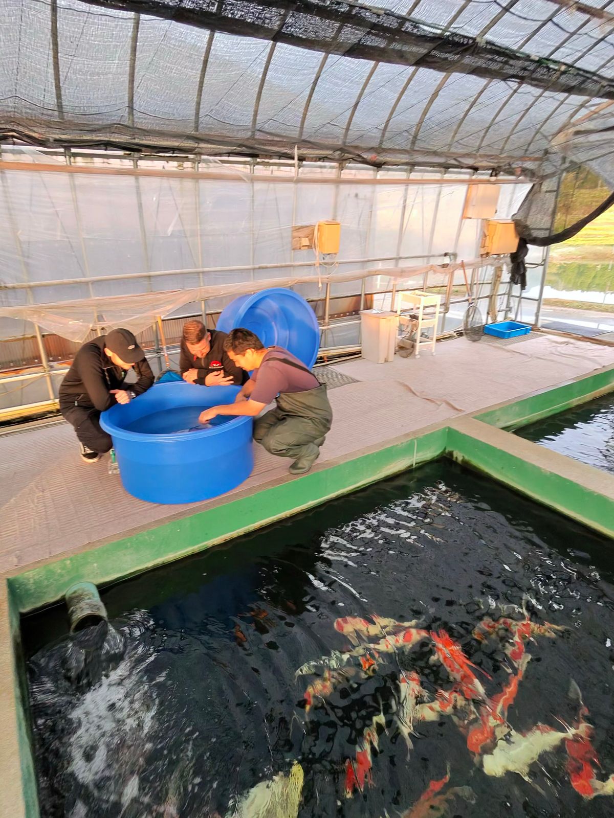 3 ikeages bij Conias, Shinoda en Kanezo en een droomvis bij Miyatora, foto 21