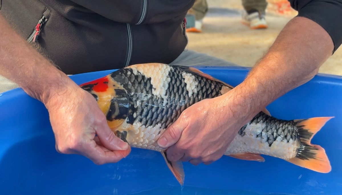 3 ikeages bij Conias, Shinoda en Kanezo en een droomvis bij Miyatora, foto 25