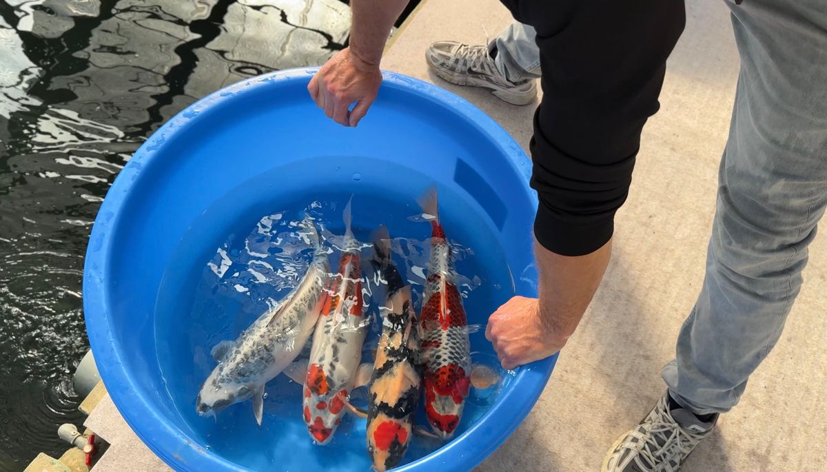 3 ikeages bij Conias, Shinoda en Kanezo en een droomvis bij Miyatora, foto 26