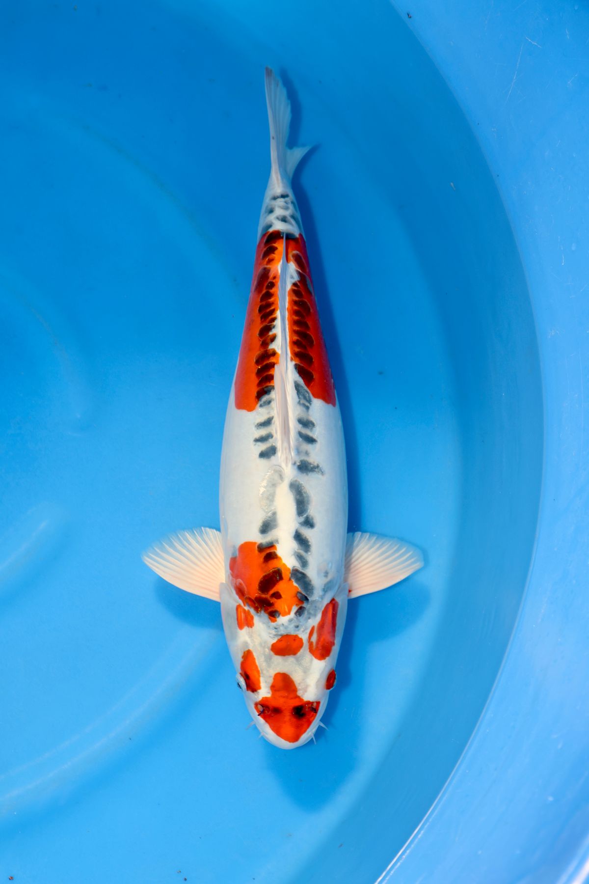 3 ikeages bij Conias, Shinoda en Kanezo en een droomvis bij Miyatora, foto 27