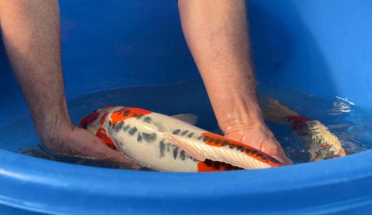3 ikeages bij Conias, Shinoda en Kanezo en een droomvis bij Miyatora, foto 29