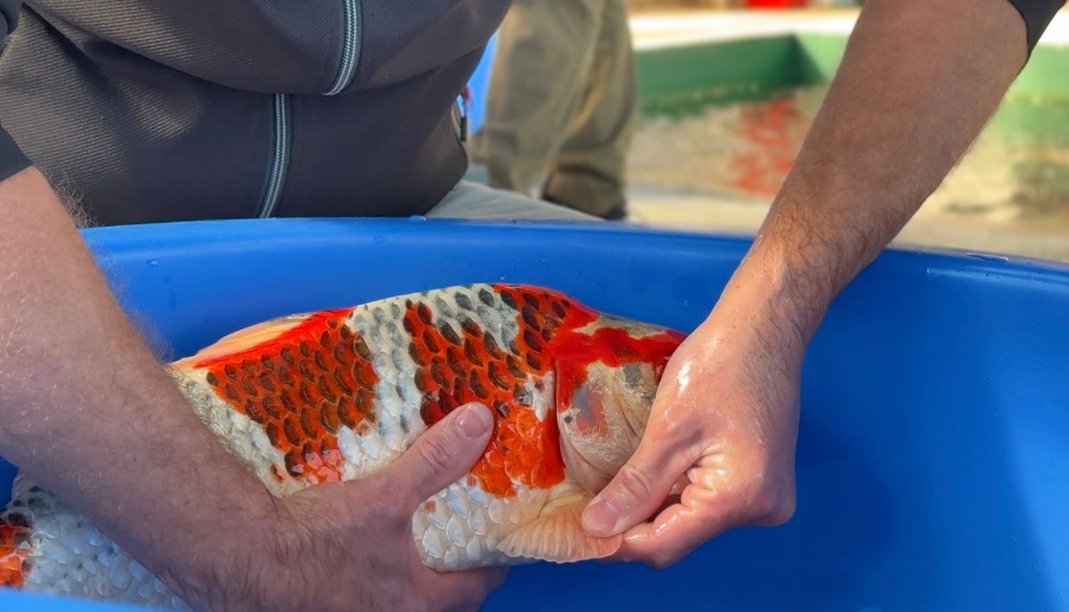 3 ikeages bij Conias, Shinoda en Kanezo en een droomvis bij Miyatora, foto 31
