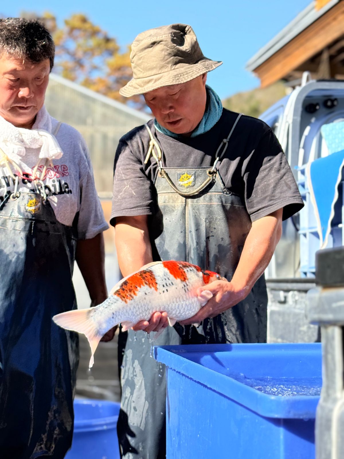 3 ikeages bij Conias, Shinoda en Kanezo en een droomvis bij Miyatora, foto 5