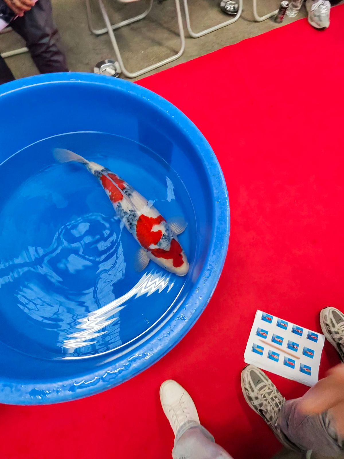 Adrenaline in de arena: het succes van de 99e Dainichi veiling, foto 11