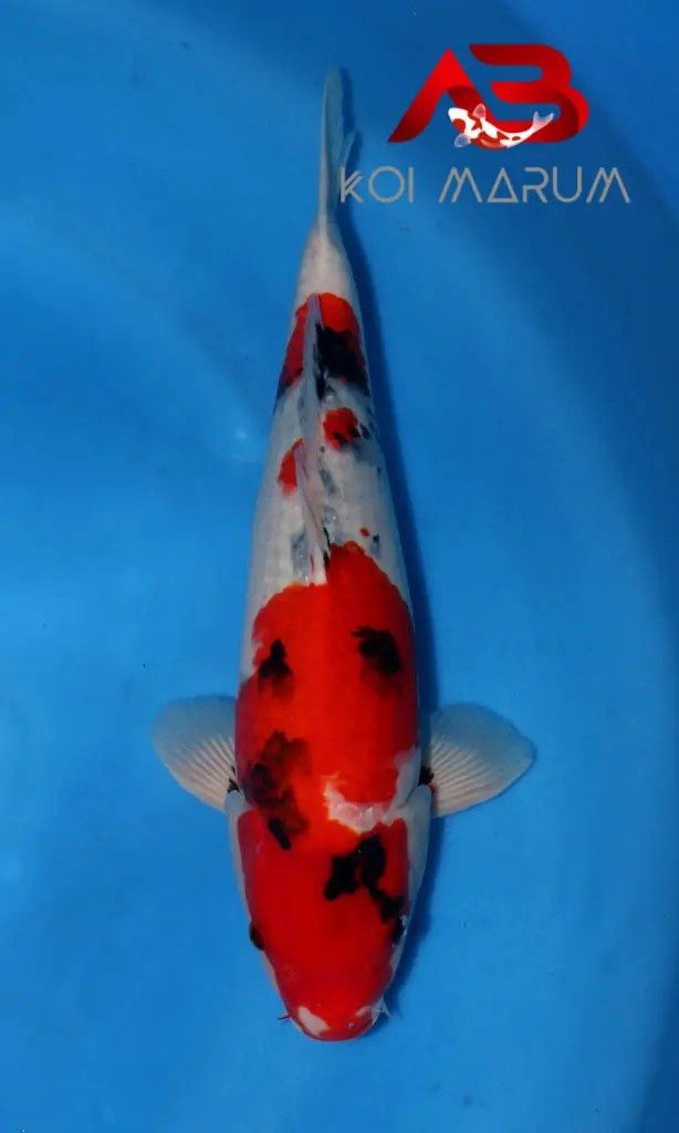Koi Hunt Dag 9 en een half;, foto 10