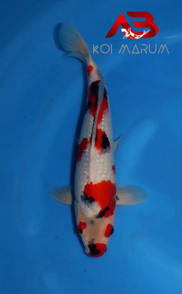 Koi Hunt Dag 9 en een half;, foto 11