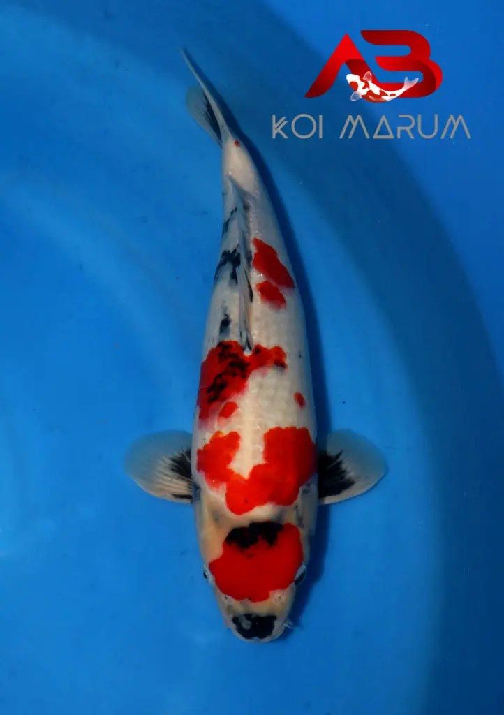 Koi Hunt Dag 9 en een half;, foto 12