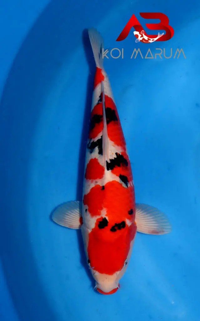 Koi Hunt Dag 9 en een half;, foto 13