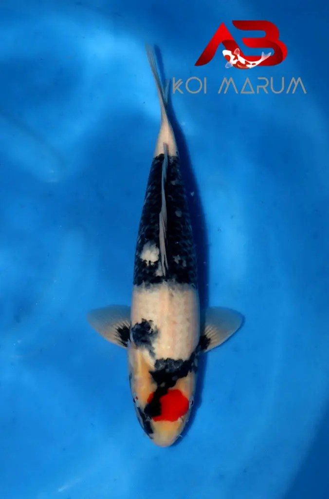 Koi Hunt Dag 9 en een half;, foto 15