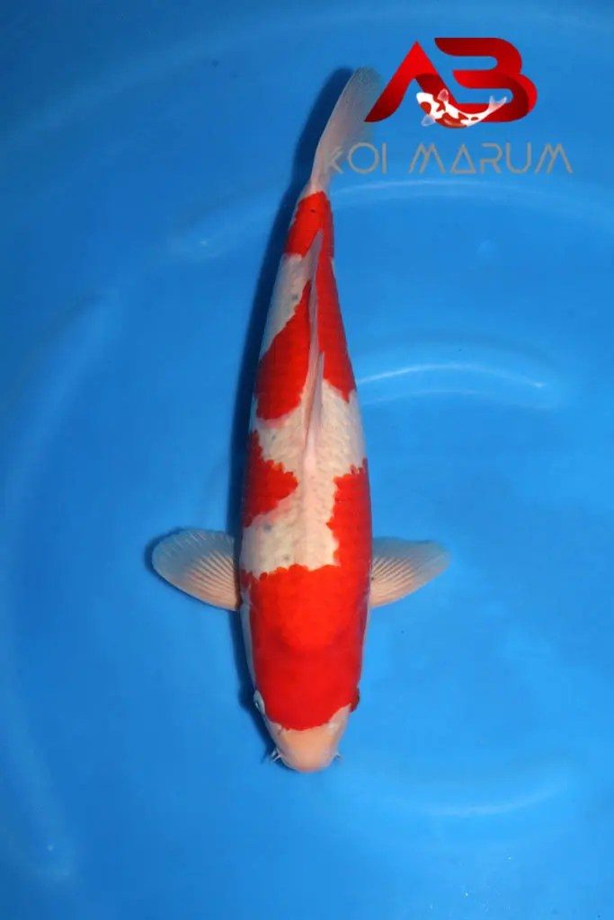 Koi Hunt Dag 9 en een half;, foto 9