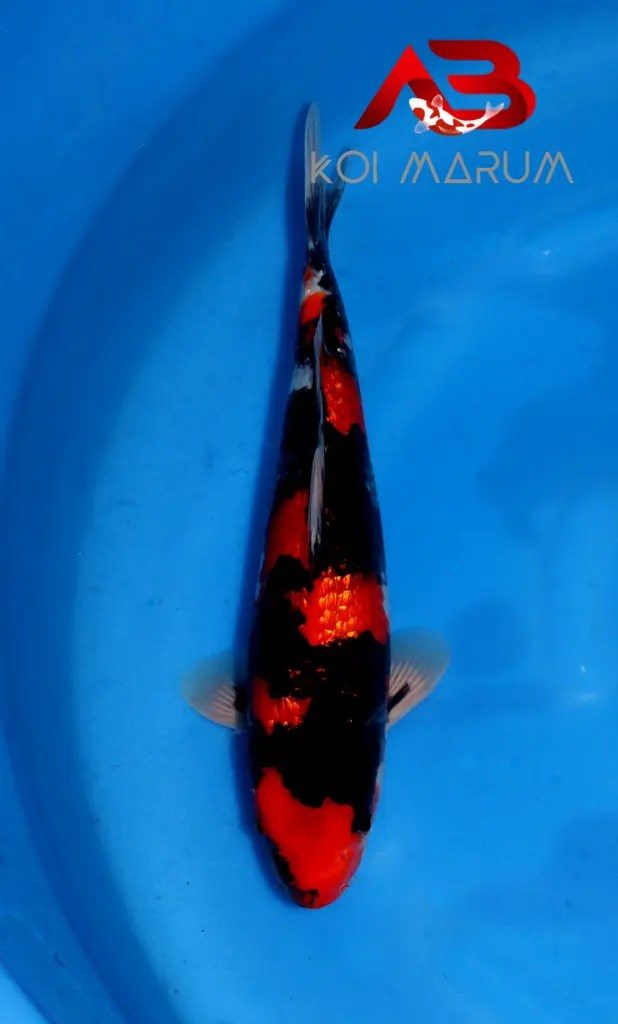 Koi Hunt Dag 4: Van Kanoko naar Kanezo, foto 3