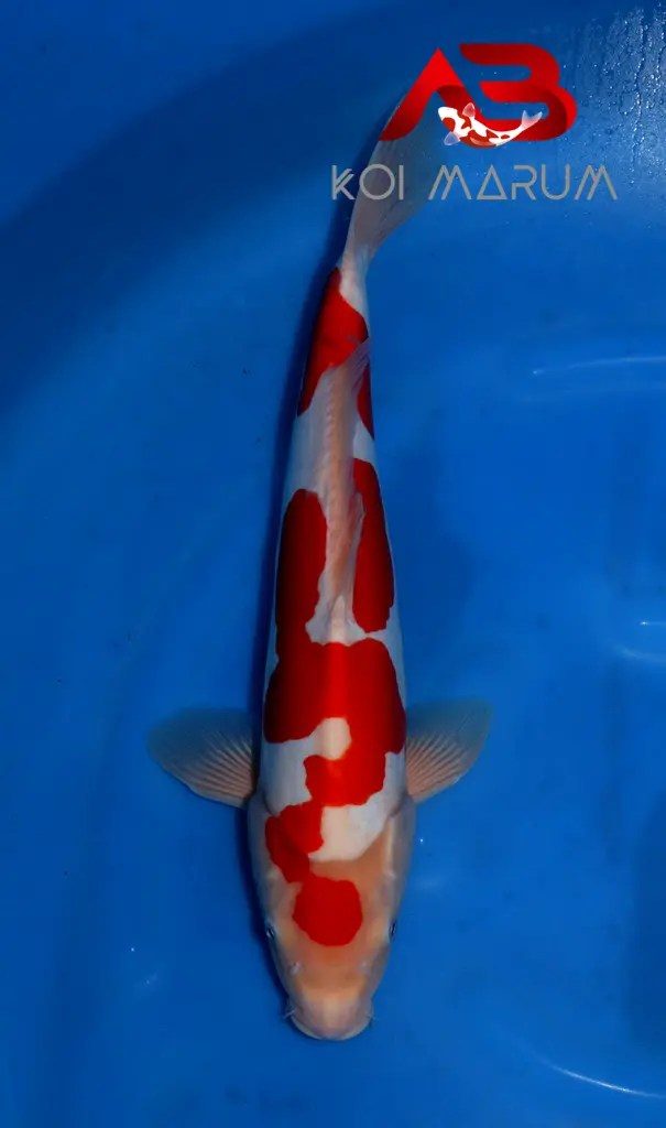 Koi Hunt Dag 4: Van Kanoko naar Kanezo, foto 4