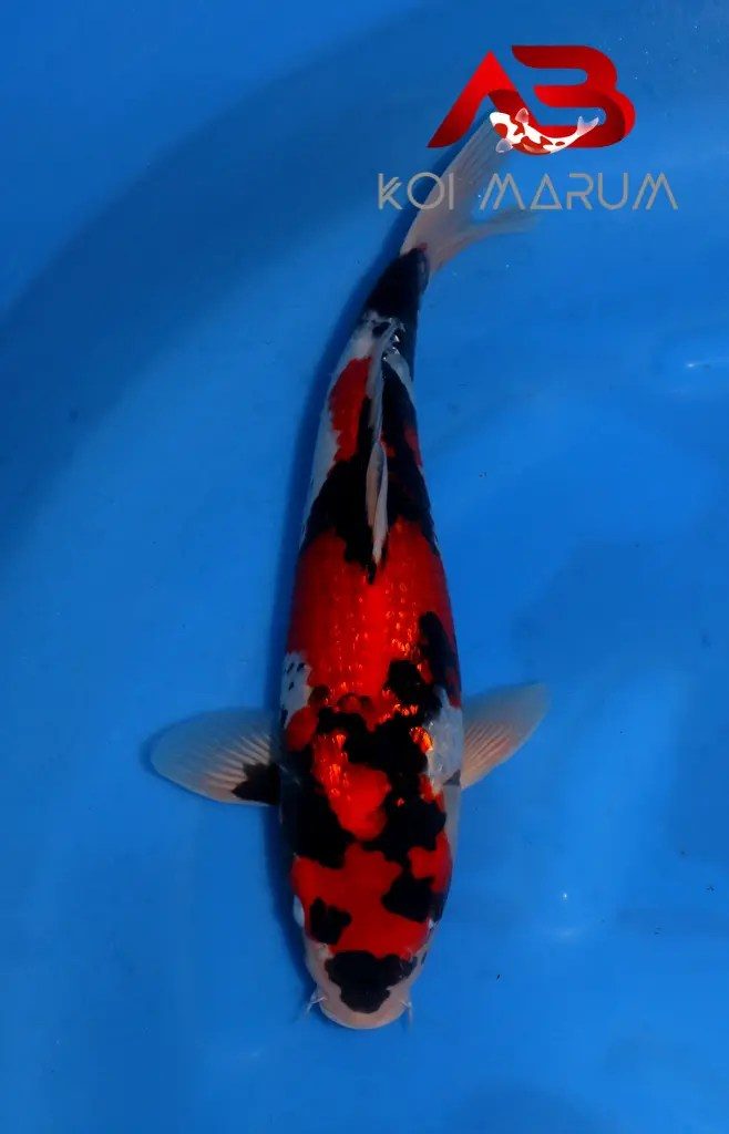 Koi Hunt Dag 4: Van Kanoko naar Kanezo, foto 5