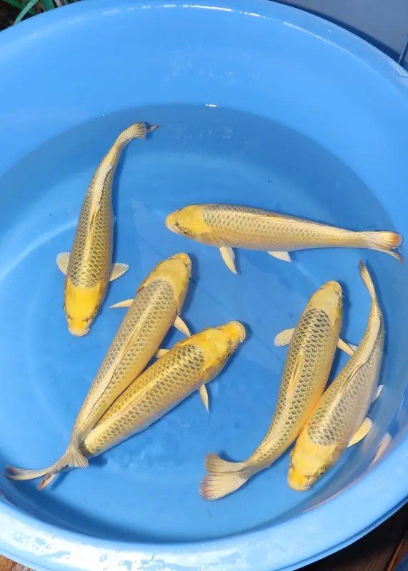 Koi Hunt Dag 4: Van Kanoko naar Kanezo, foto 6