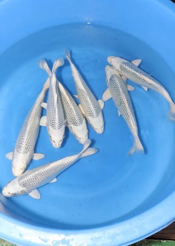 Koi Hunt Dag 4: Van Kanoko naar Kanezo, foto 7