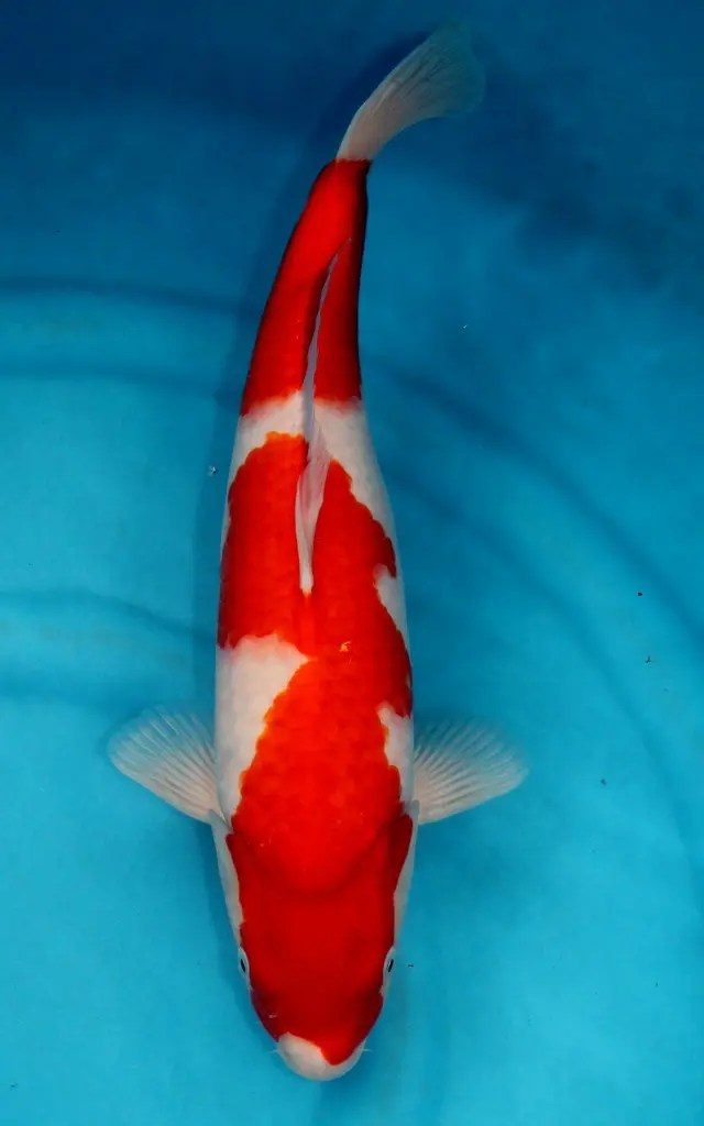 Nailed it at Nagoshi!, foto 6