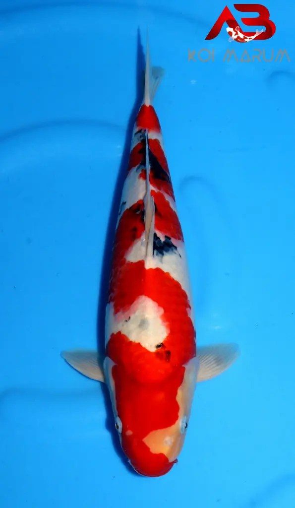 Koi Hunt Dag 1: We zijn los gelaten en we gingen ook los!, foto 10
