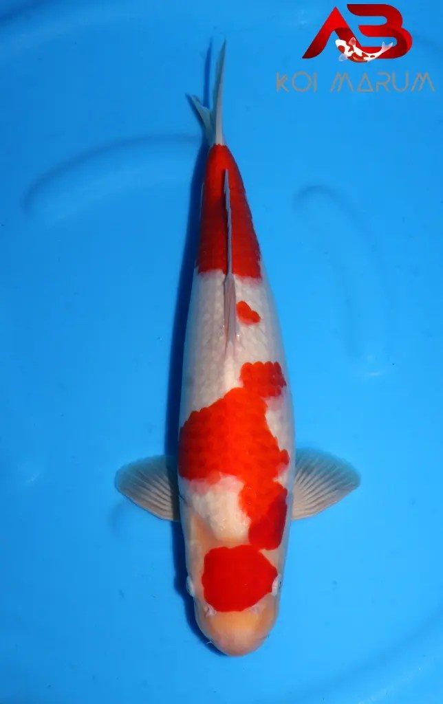 Koi Hunt Dag 1: We zijn los gelaten en we gingen ook los!, foto 7