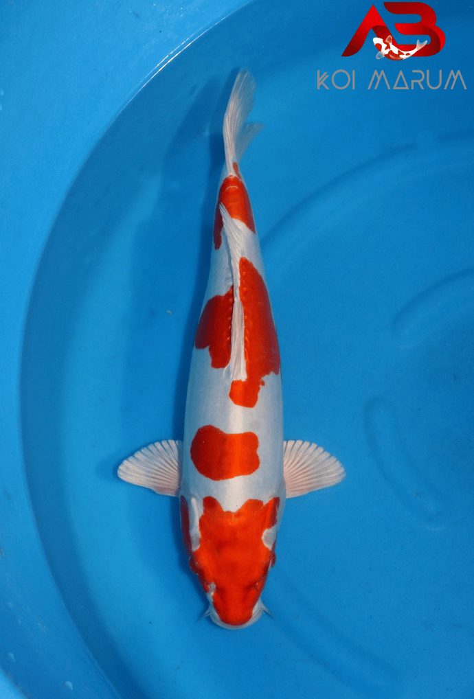 Koi Hunt Dag 2: We wanen ons alleen in Japan, foto 10