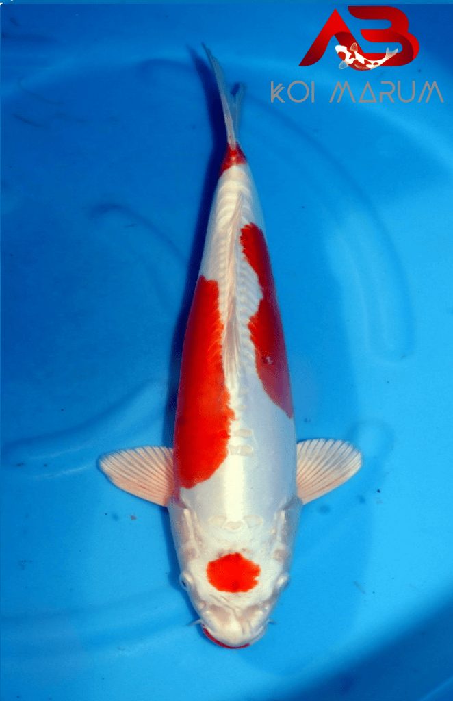 Koi Hunt Dag 2: We wanen ons alleen in Japan, foto 11