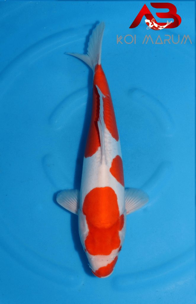 Koi Hunt Dag 2: We wanen ons alleen in Japan, foto 12