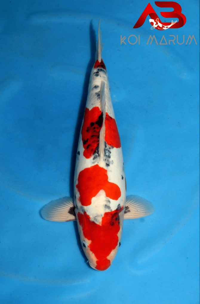 Koi Hunt Dag 2: We wanen ons alleen in Japan, foto 13