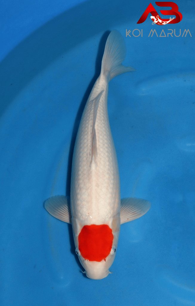 Koi Hunt Dag 2: We wanen ons alleen in Japan, foto 3