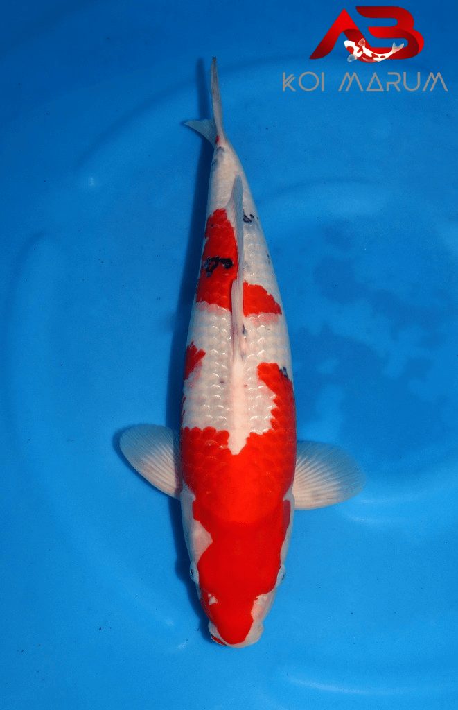 Koi Hunt Dag 2: We wanen ons alleen in Japan, foto 4