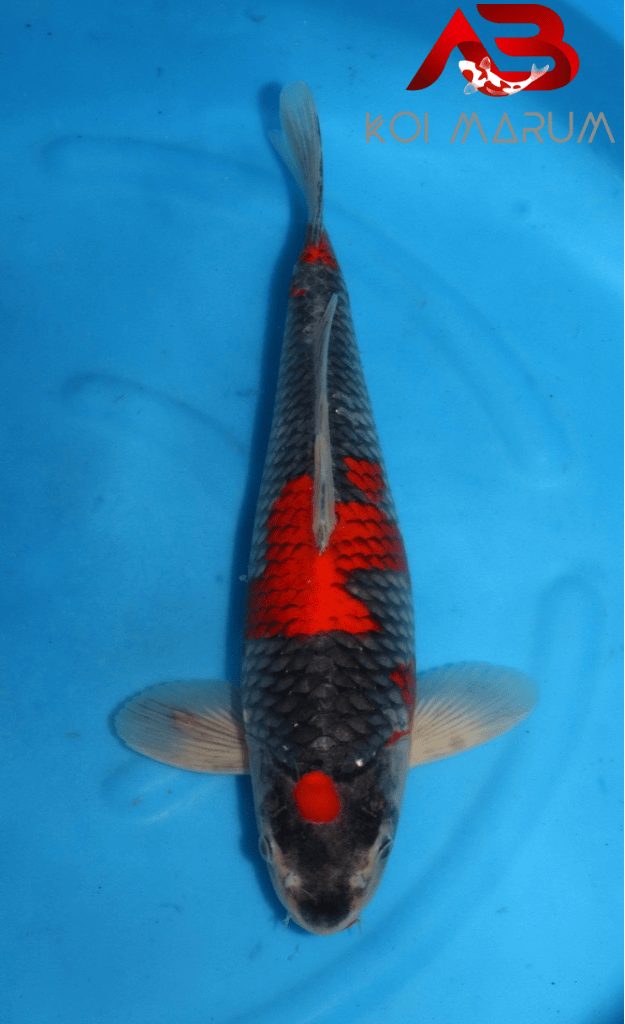 Koi Hunt Dag 2: We wanen ons alleen in Japan, foto 5
