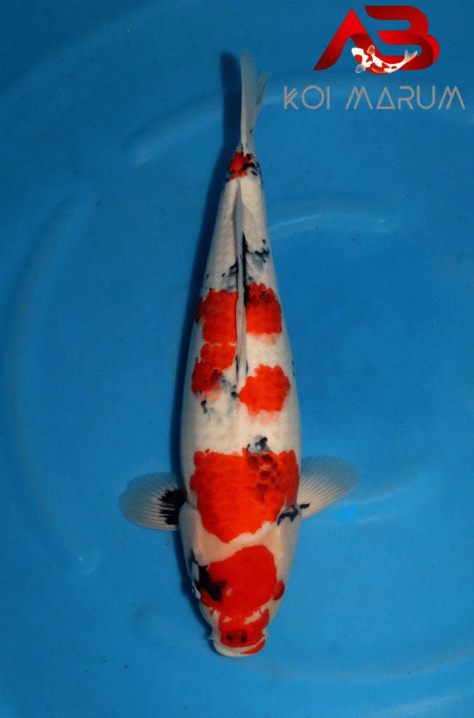 Koi Hunt Dag 2: We wanen ons alleen in Japan, foto 7