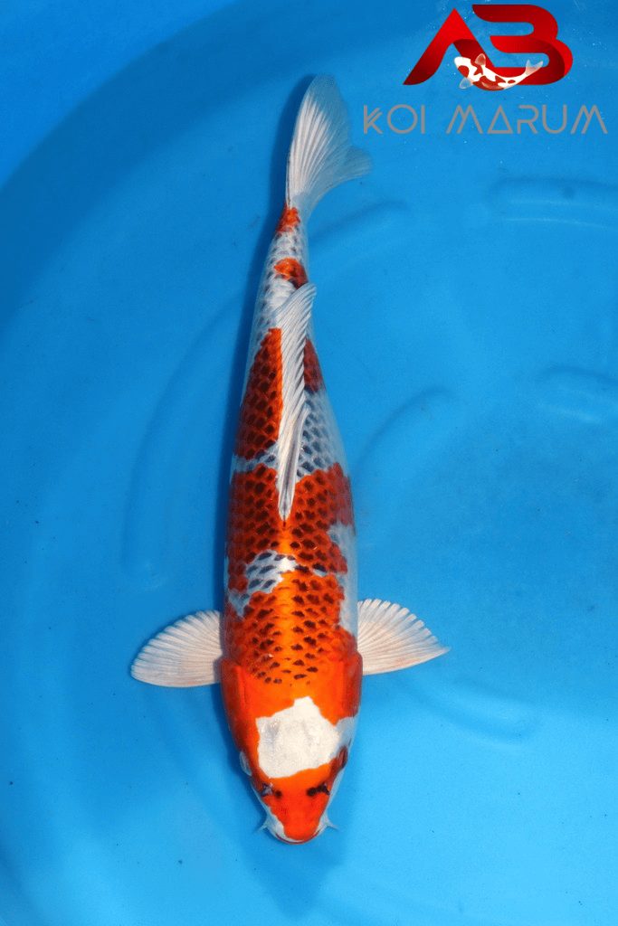 Koi Hunt Dag 2: We wanen ons alleen in Japan, foto 9