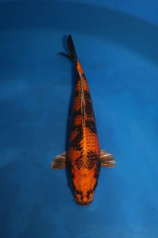 Kin Showa, Kumonryu, Hi Utsuri en de uitslag van de Tancho Showa Challenge!, foto 4