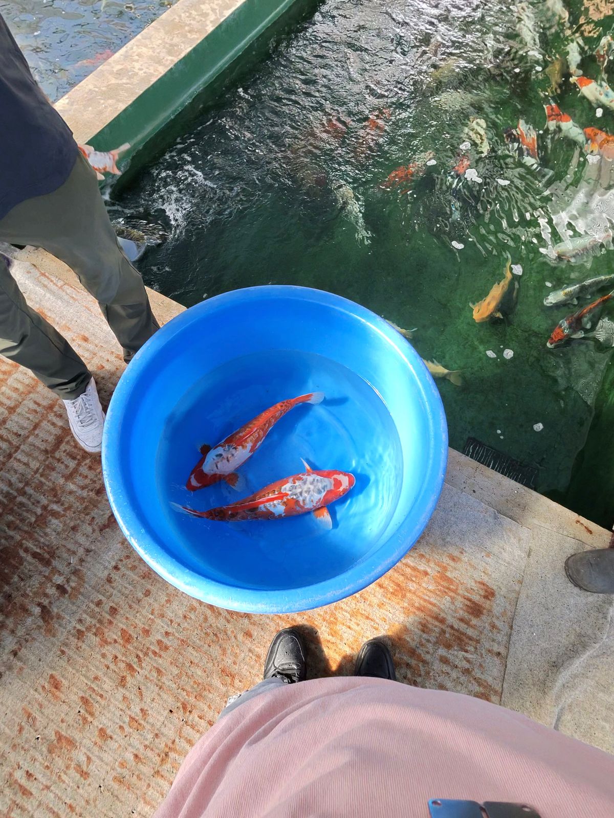 Drakenjacht in de bergen, shortbody Shusui en whisky met stroopwafels, foto 35