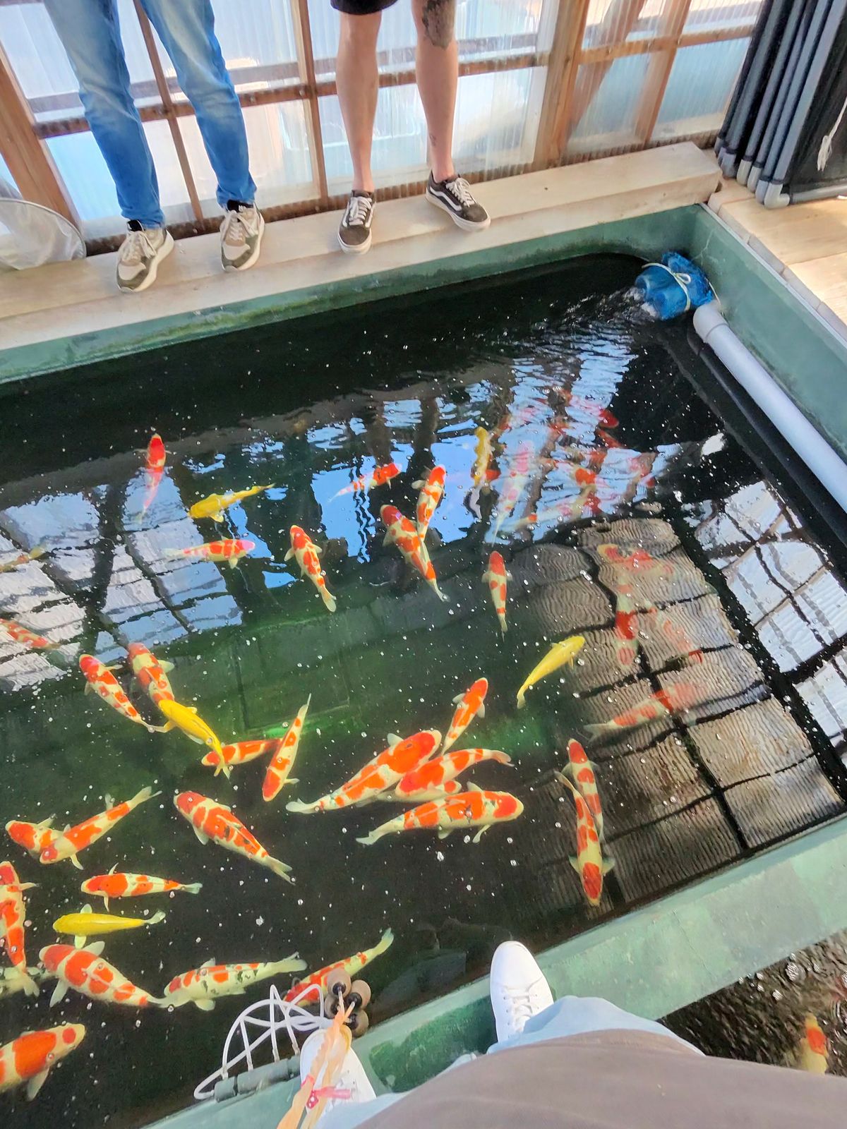 Geduld is een schone zaak: Koihunt dag 3, foto 30
