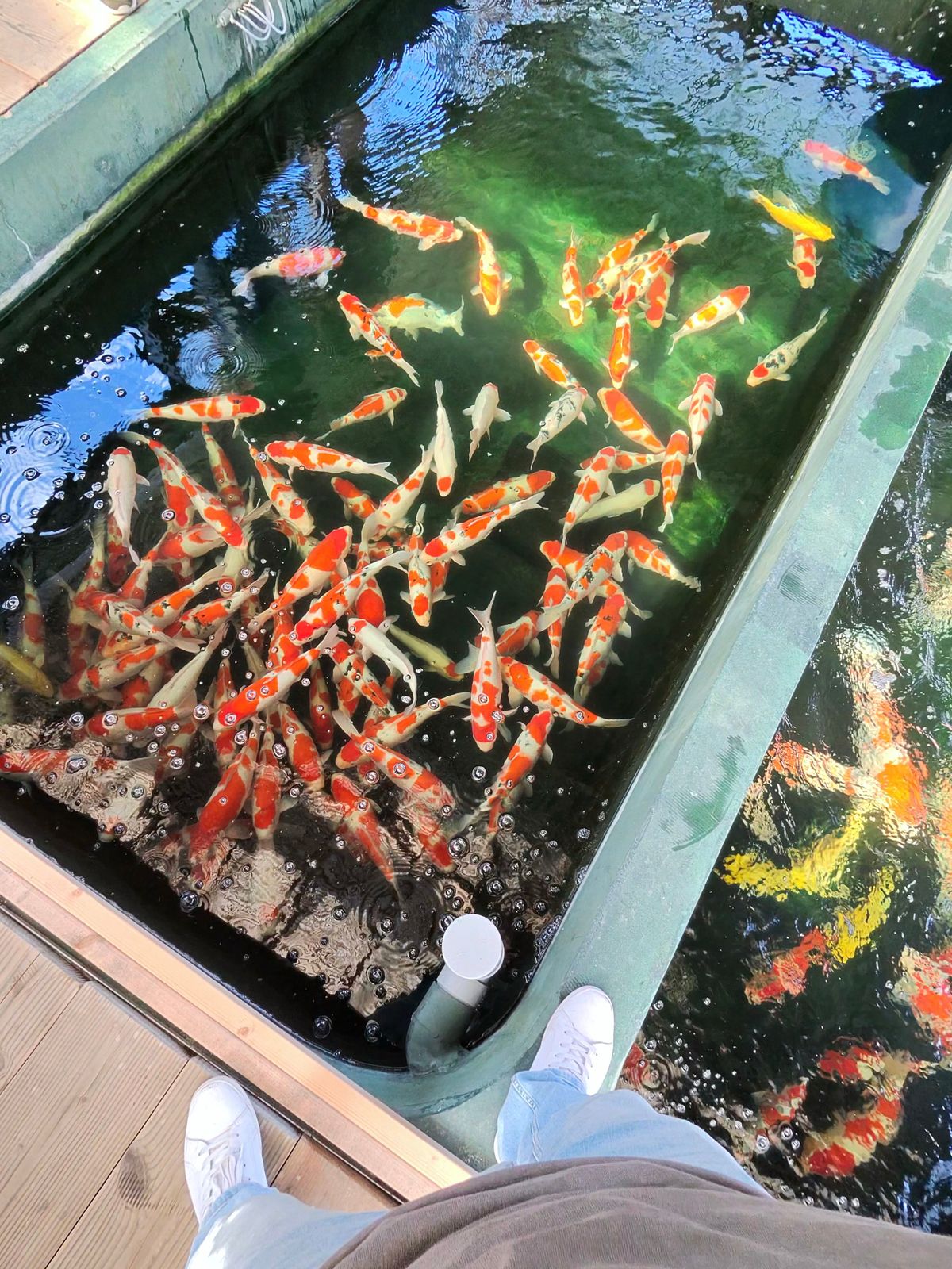 Geduld is een schone zaak: Koihunt dag 3, foto 32