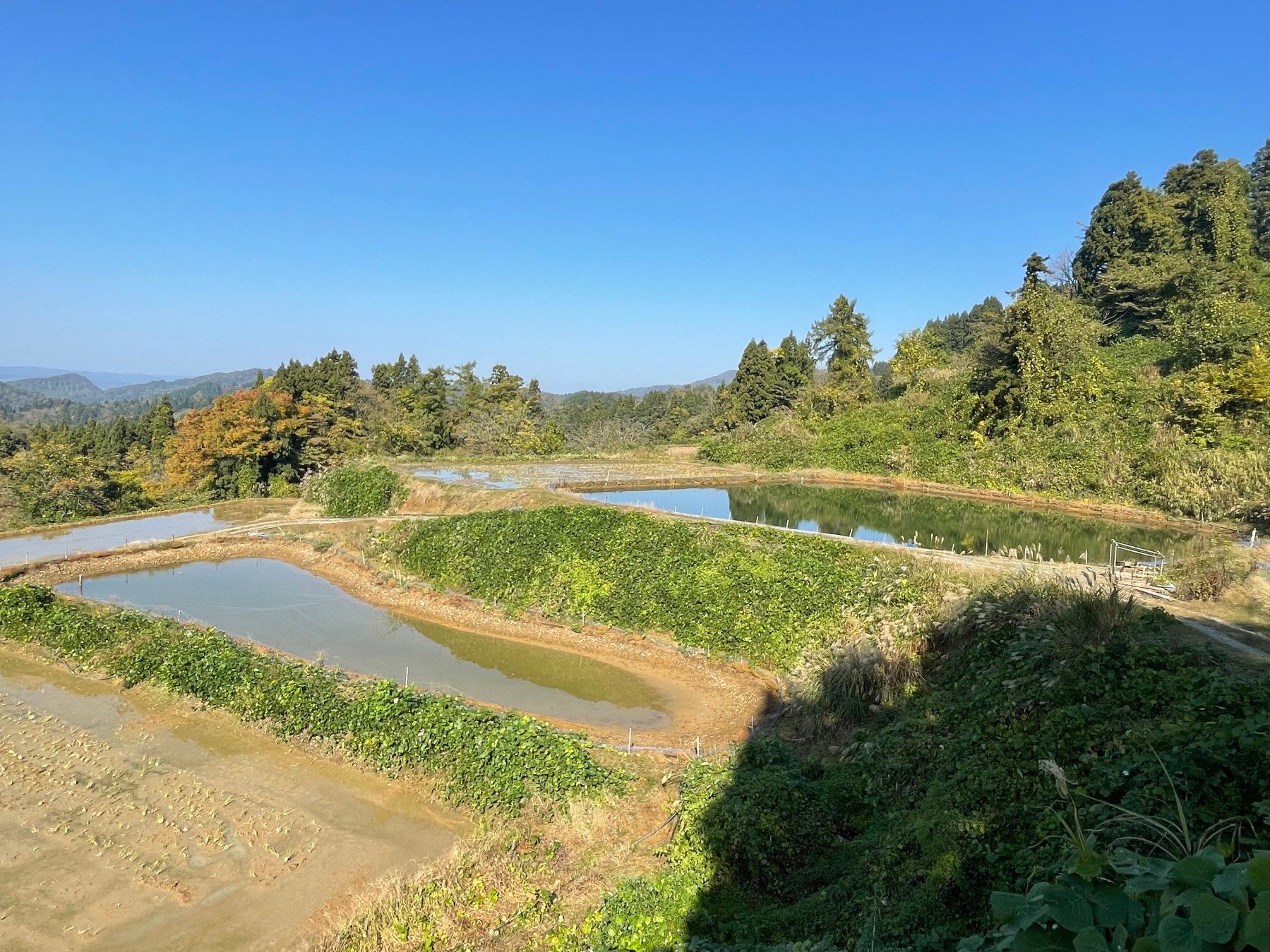 Hattrick met Maruhiro mix, Miyatora Kumonryu en Oofuchi Sanke., foto 7