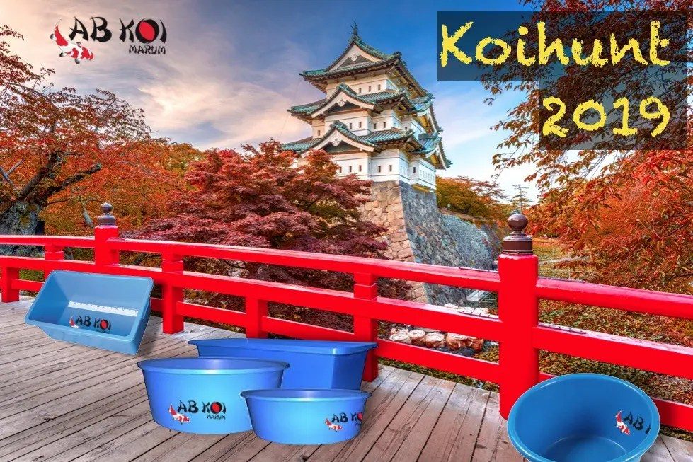 Kijken, kijken en wel kopen! Koihunt 2019 in aantocht, foto 3