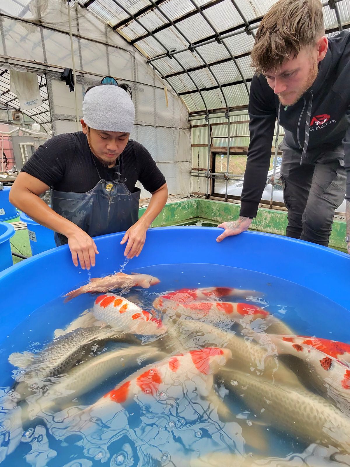Mountain Games: Hoshikin Kohaku, gouden greep mislukt en vraag/aanbod, foto 2