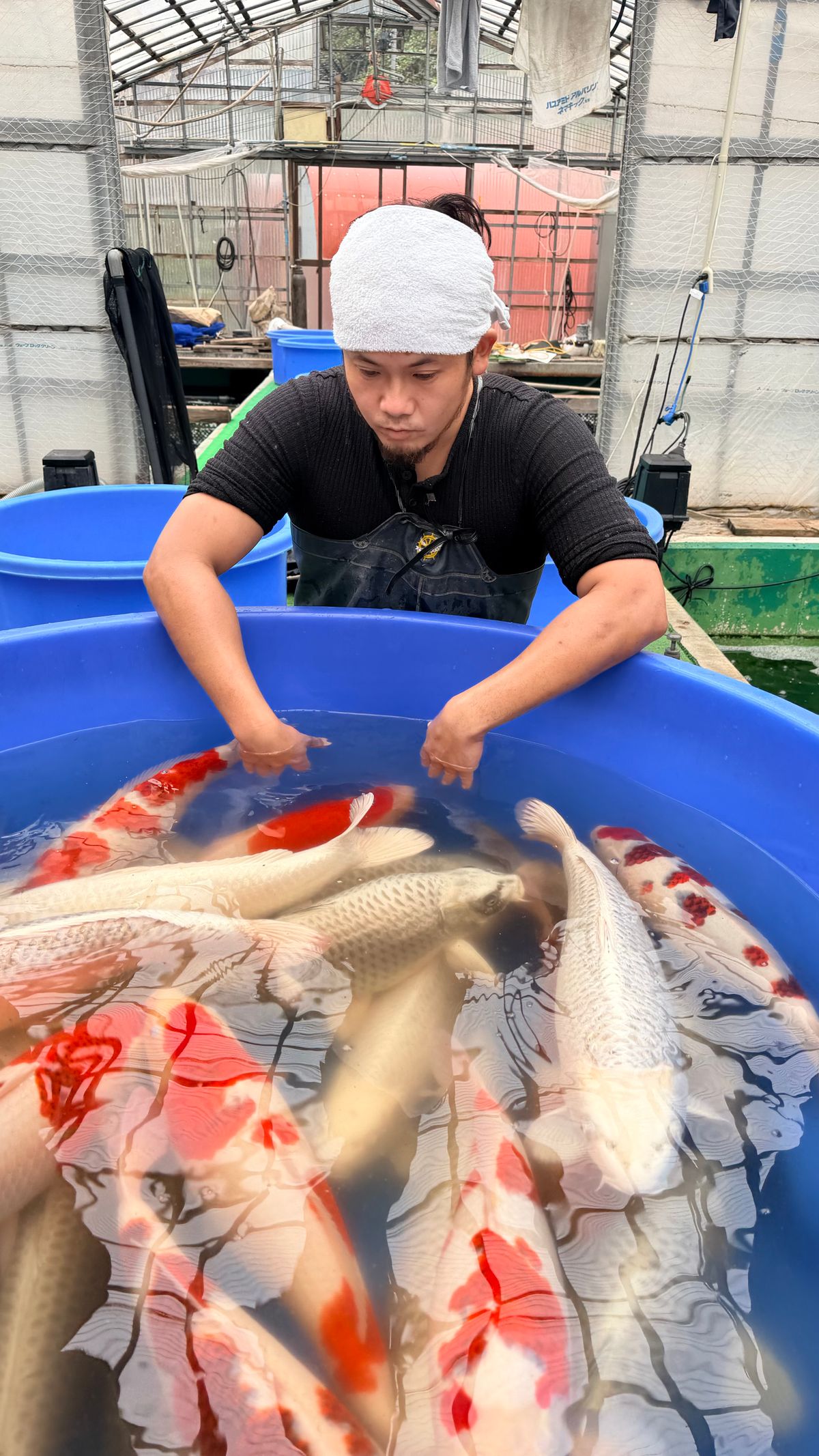 Mountain Games: Hoshikin Kohaku, gouden greep mislukt en vraag/aanbod, foto 5