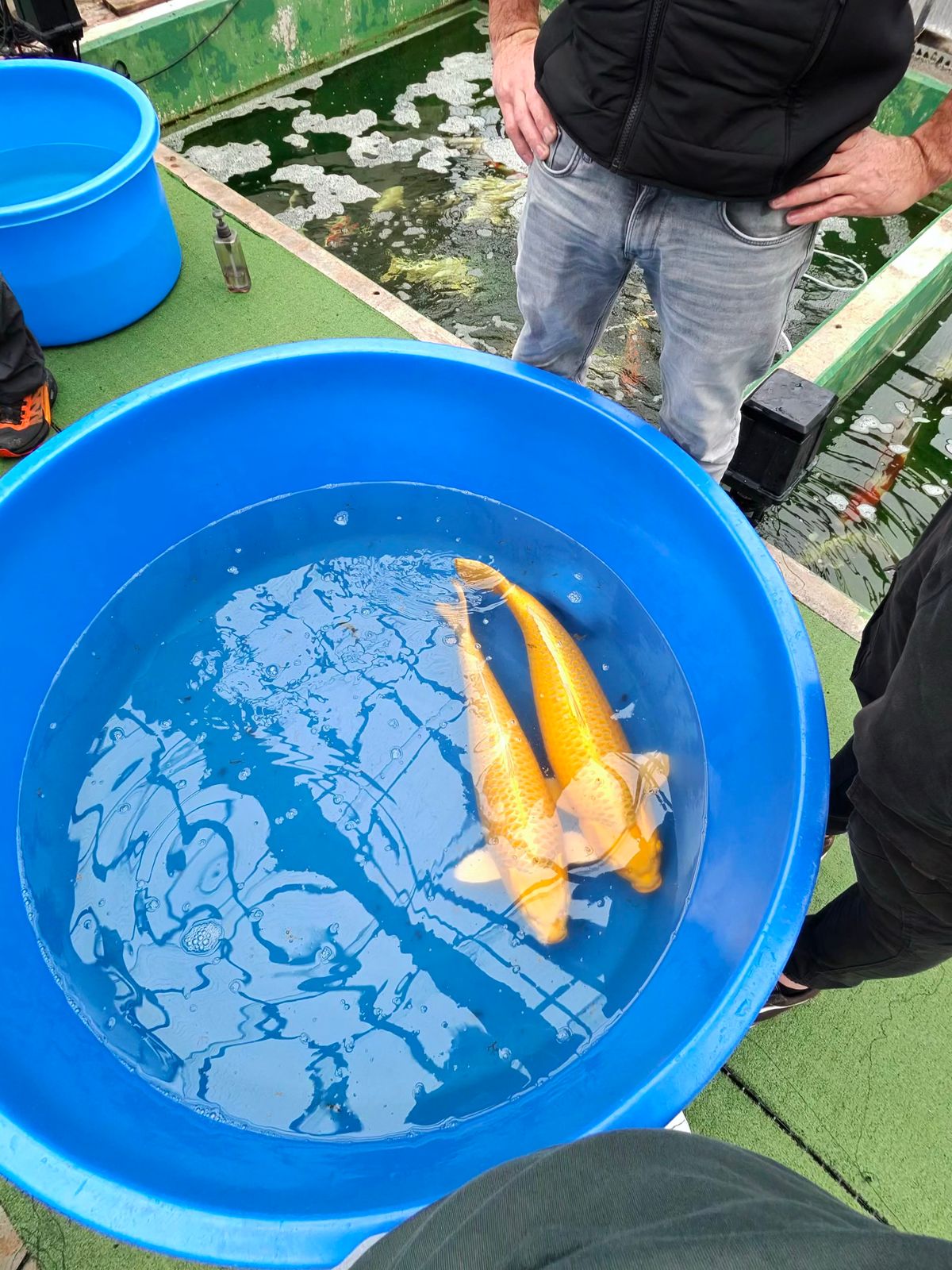 Mountain Games: Hoshikin Kohaku, gouden greep mislukt en vraag/aanbod, foto 7